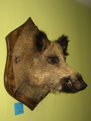 Wild boar head large - (32), +