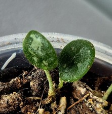 Hoya Sarpens Silver Splash 2