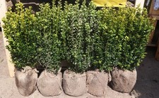 Buxus sempervirens (common box) 50-70cm rootballed hedging plants