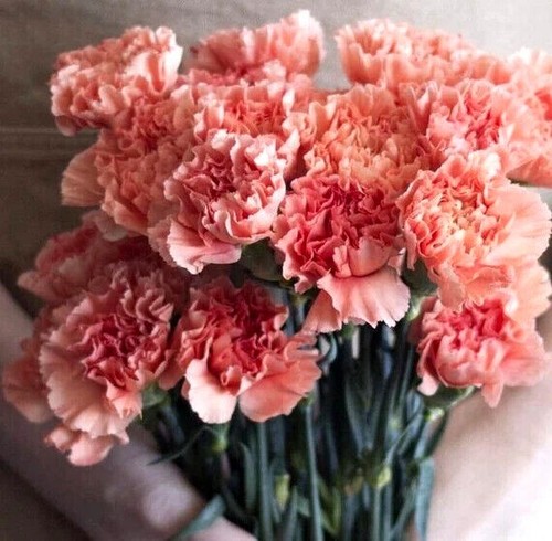 Carnation dianthus - carnation,