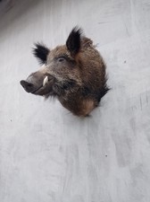 boar XL taxidermy head mounted