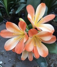 Clivia miniata White Lips