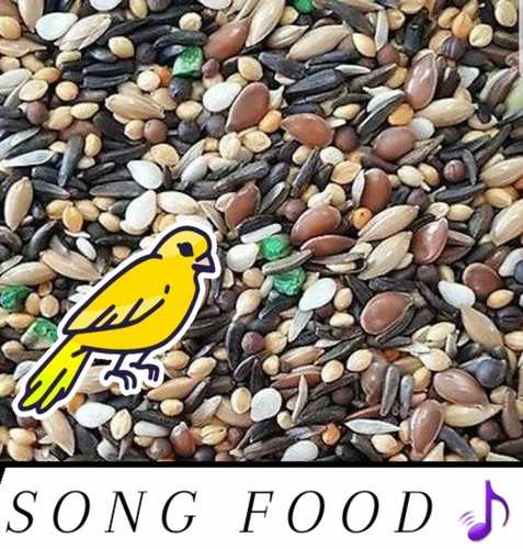 Canary song food treat - food, for