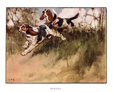 c1920 Antique Beagle Print