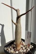 Rare bursera hindsiana caudex - rare,
