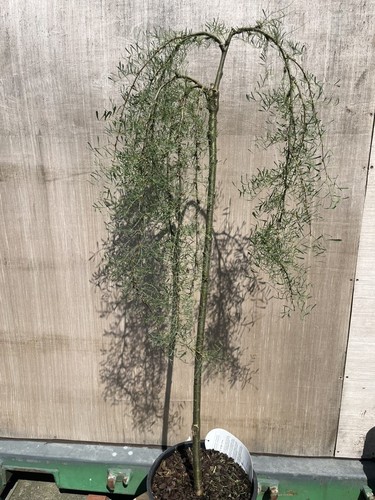 Siberian pea tree - siberian, 'walker'