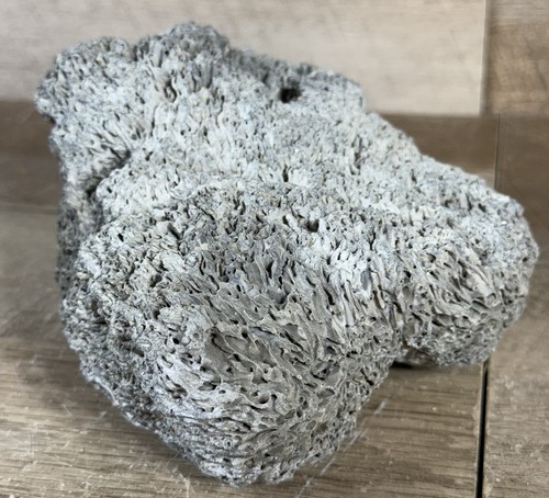 Pacific fission worm - pacific,