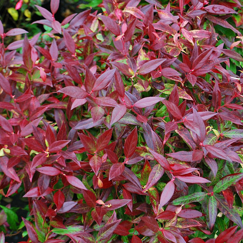 Leucothoe axillaris zeblid - axillaris, 'zeblid'