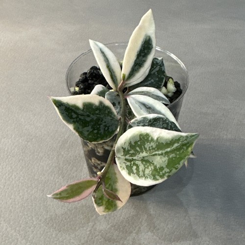 Hoya lacunosa princess - princess, lumina
