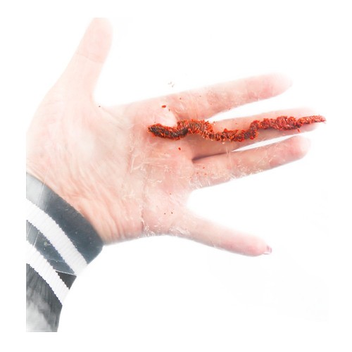 Pickled lugworm bait 85g for - pickled,