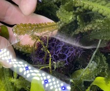 Hypnea Pannosa (Blue Hypnea)