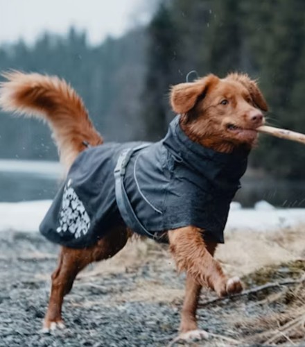 Hurtta monsoon dog - hurtta, coat,