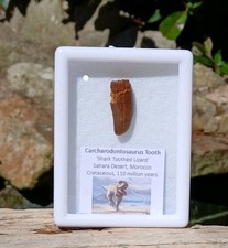 T-Rex type tooth -