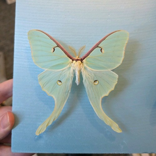 Actias luna the - luna, set