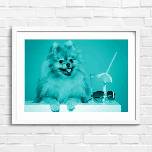 Cute fluffy brown pomeranian - cute,