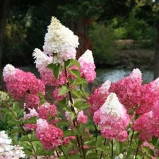 Hydrangea paniculata - 2x,