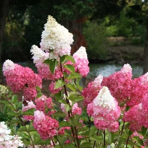 Hydrangea paniculata - 2x,