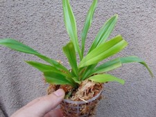 Rare Dracula papiliosa orchid