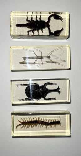 Large real life bugs - large, insects