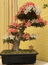 Joe Bonsai Azalea Satsuki "