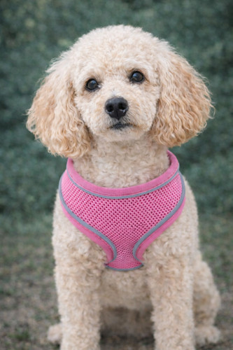 Comfortable dog harness - harness, puppy