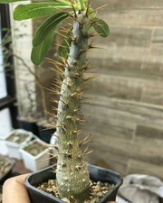 Dia 3.5cm Tall 19cm