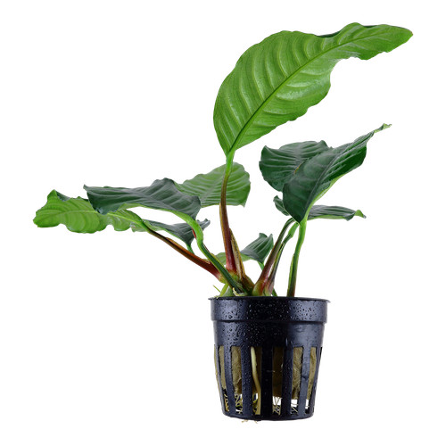 Anubias coffeefolia tropica - anubias,