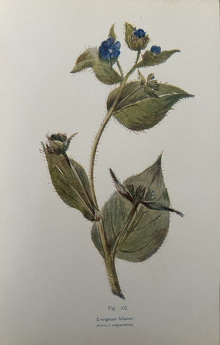 Antique print evergreen - antique,
