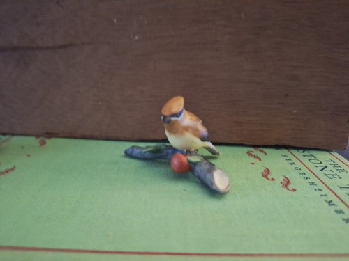 Royal cornwall cedar waxwing - cornwall,
