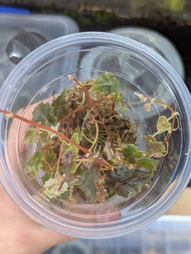 Begonia dodsonii rare - begonia,