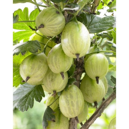 Gooseberry seeds ribes - gooseberry,