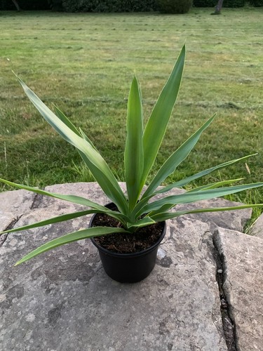 Yucca elephantipes indoor - yucca,
