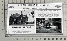 Dunedin - Ashtead - Surrey For