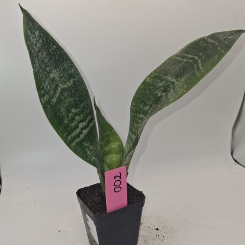 Sansevieria snake plant - snake,