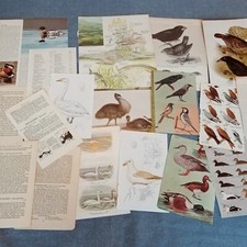 Vintage Bird Book Pages 25+