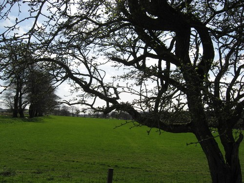 Photo hawthorn tree - photo,