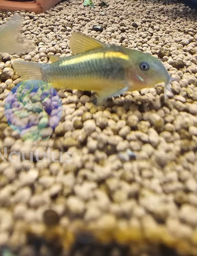 Gold laser corydoras - gold,