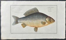 Bloch- Fish – Cyprinus Gibelio. 12 - 1785 Hand-colored Fish Engraving