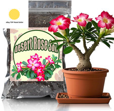 Organic Desert Rose Potting