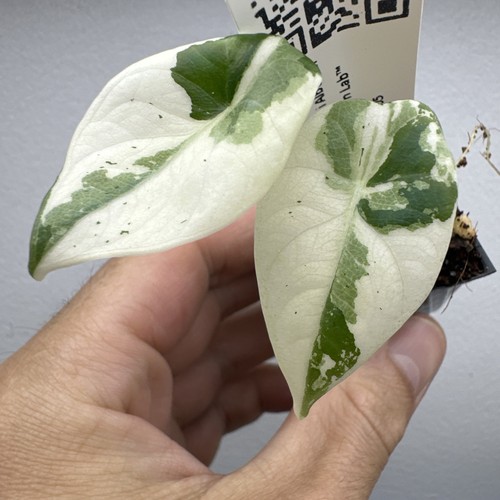 Alocasia maharani variegata - maharani,