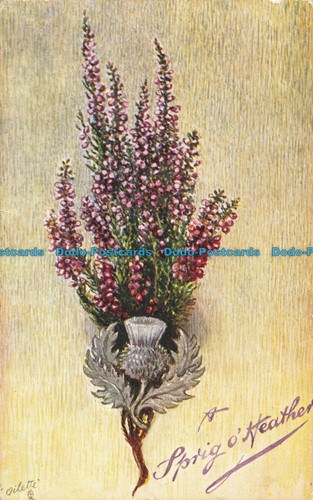 R646704 sprig heather - a,