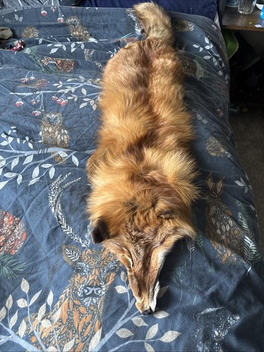 Taxidermy fox skin - fox,