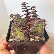 Crassula Pagoda Village, Red Succulents, Easy Care Plants in 6.5cm pot