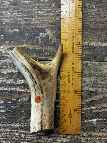 Natural deer antler - deer,