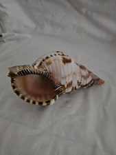 9” Triton's Trumpet Conch Sea Shell Charonia Tritonis Seashell Nautical Decor