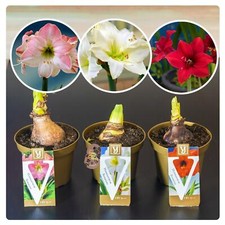 Amaryllis Hippeastrum Bulb