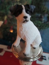 JACK RUSSELL ~  rough coat