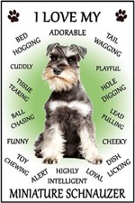 Miniature Schnauzer Dog - I