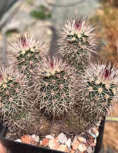 3cm rare live house plant - rare,