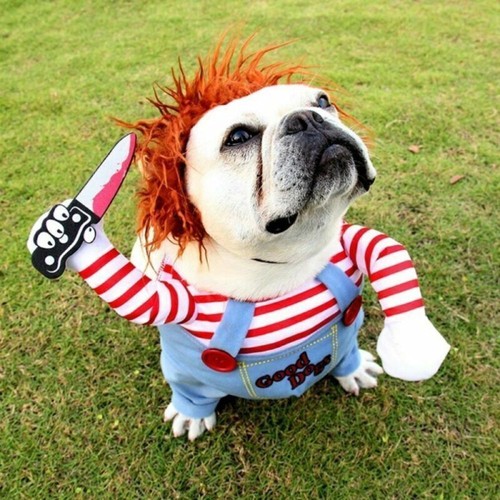 Pet party fancy - party,